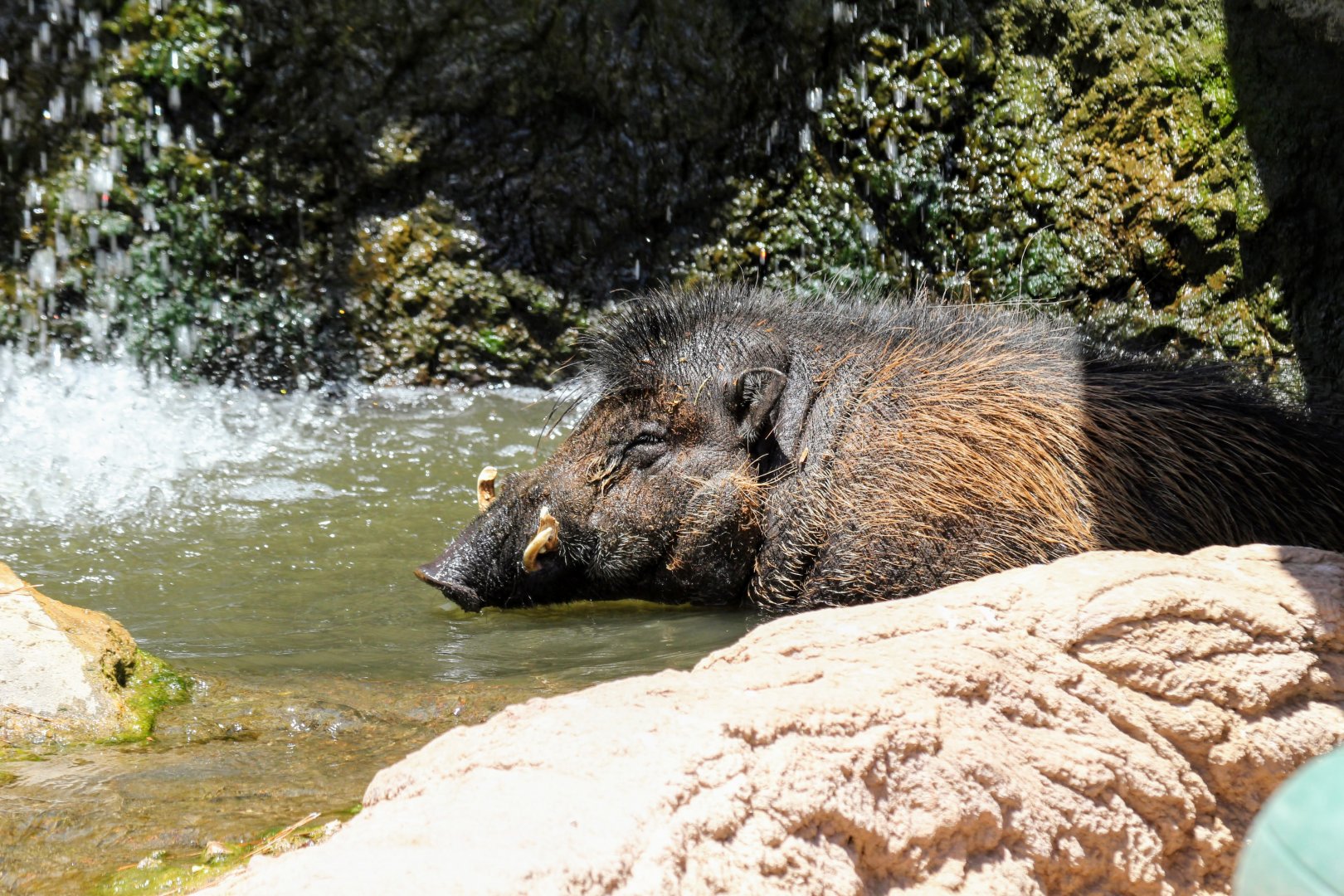 Visayan Warty Pig