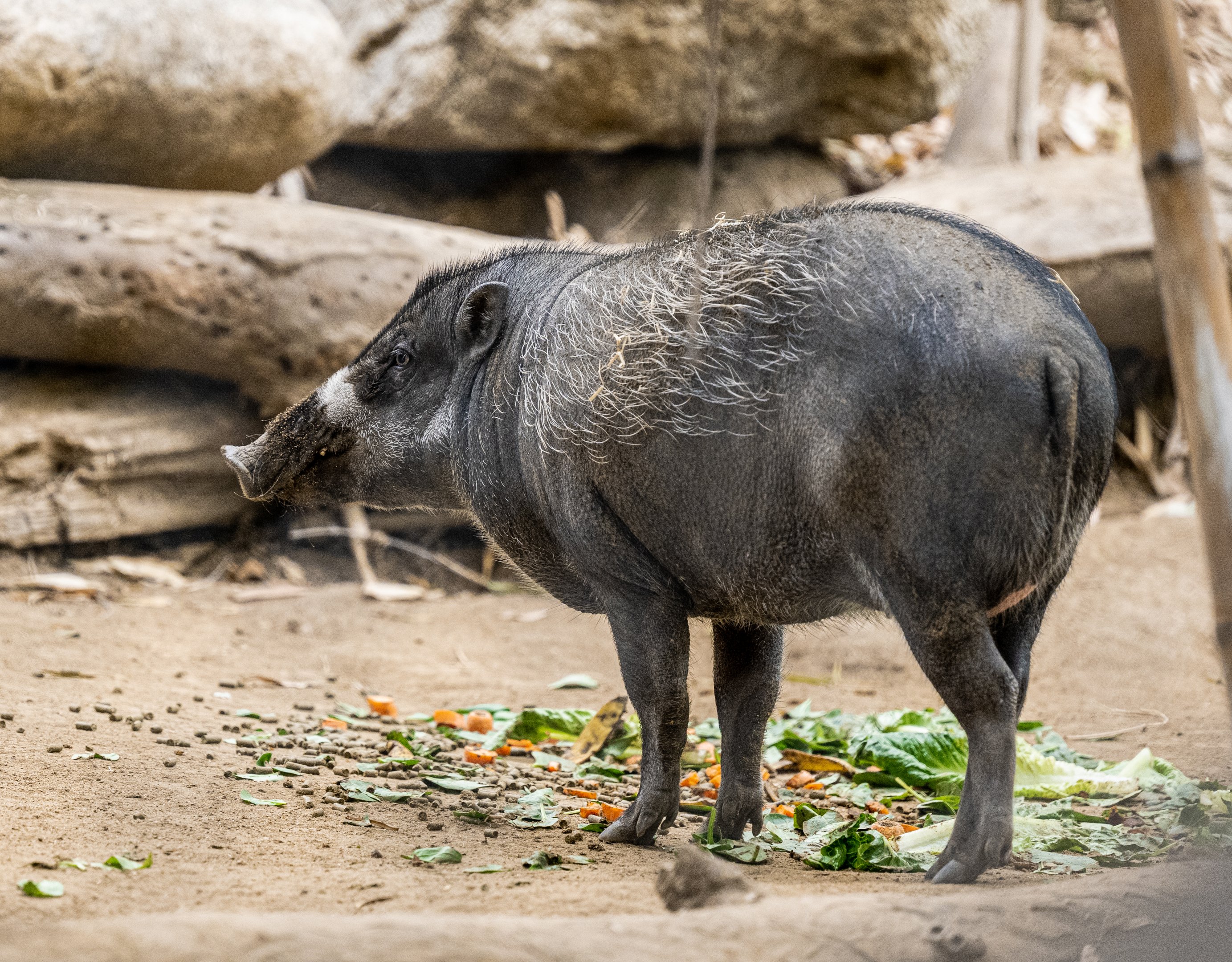 Visayan Warty Pig