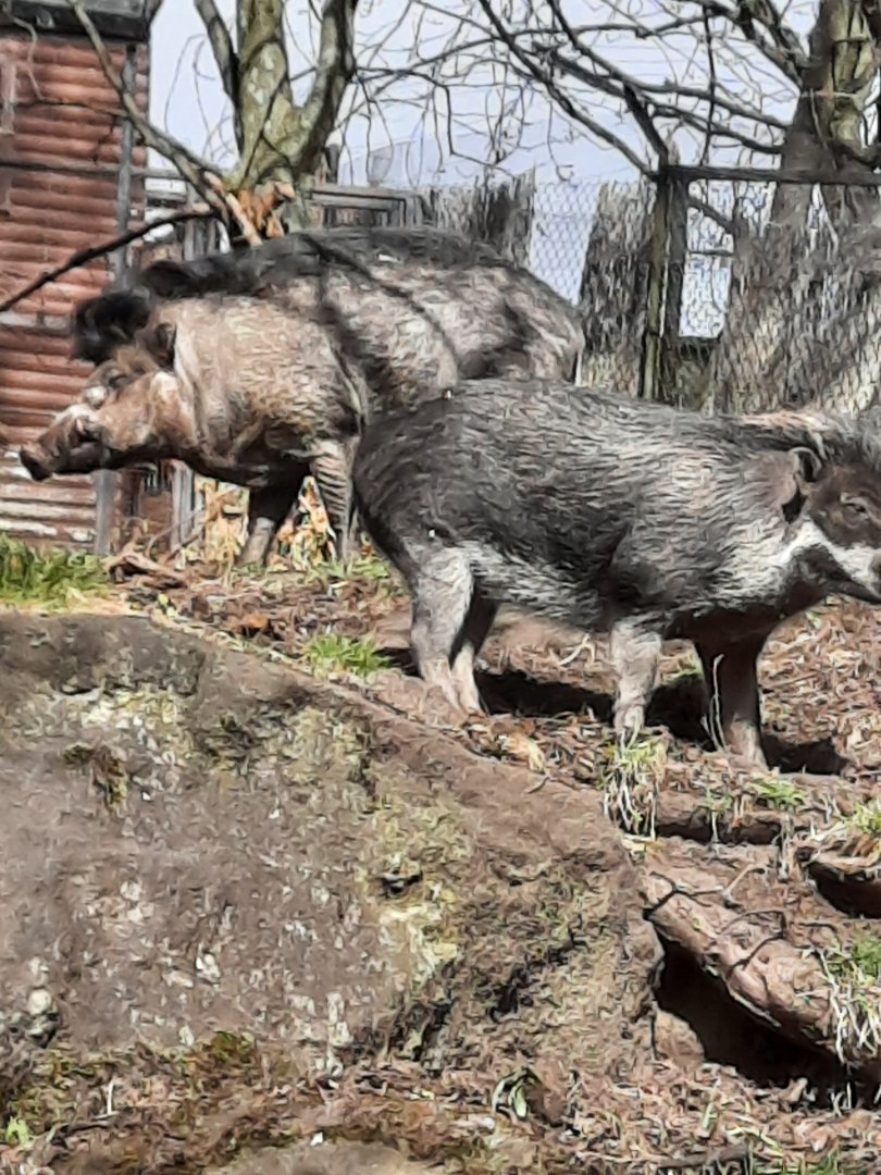 Visayan warty pig
