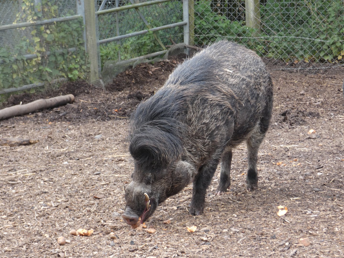 Visayan warty pig