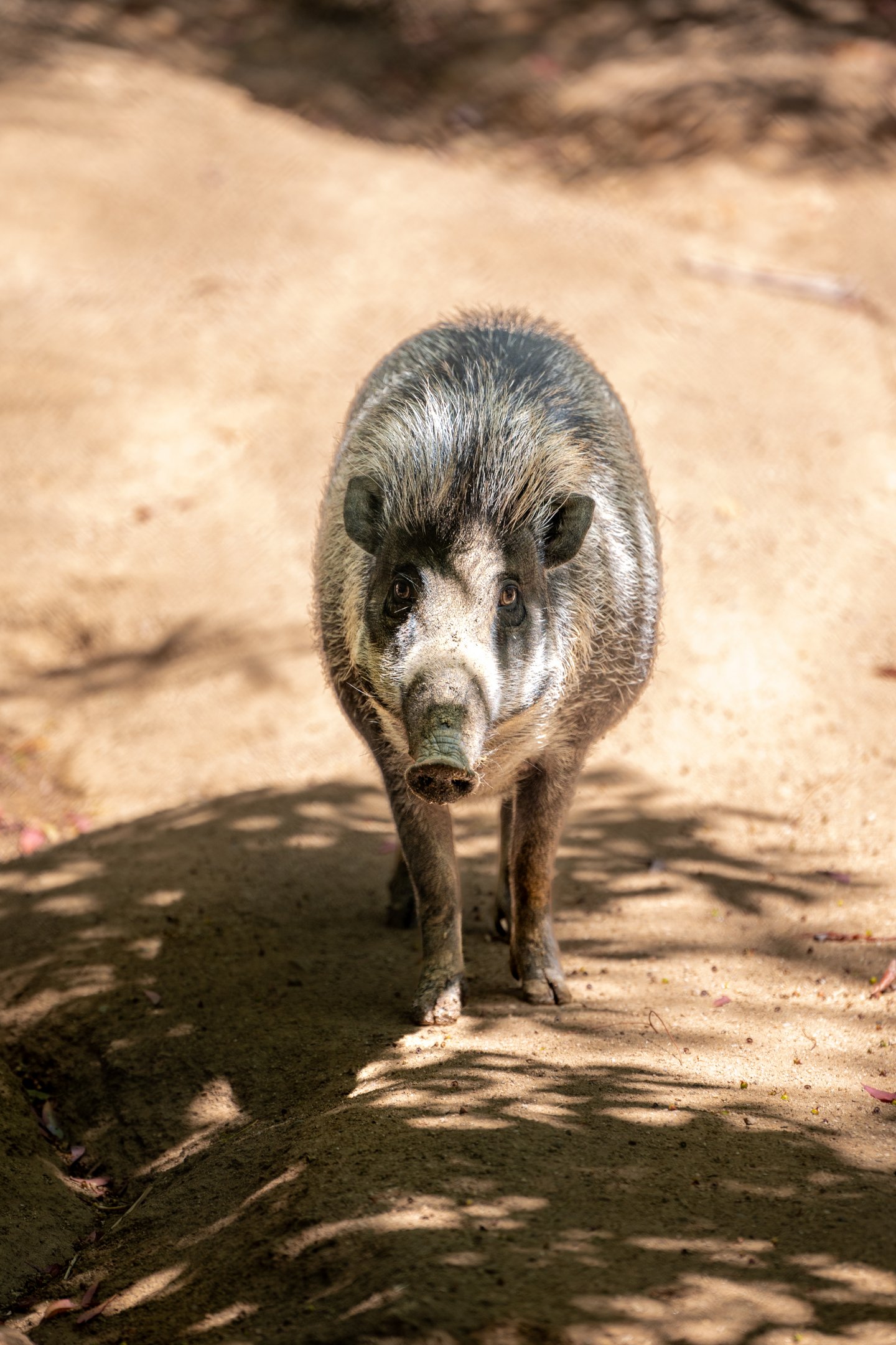 Visayan Warty Pig