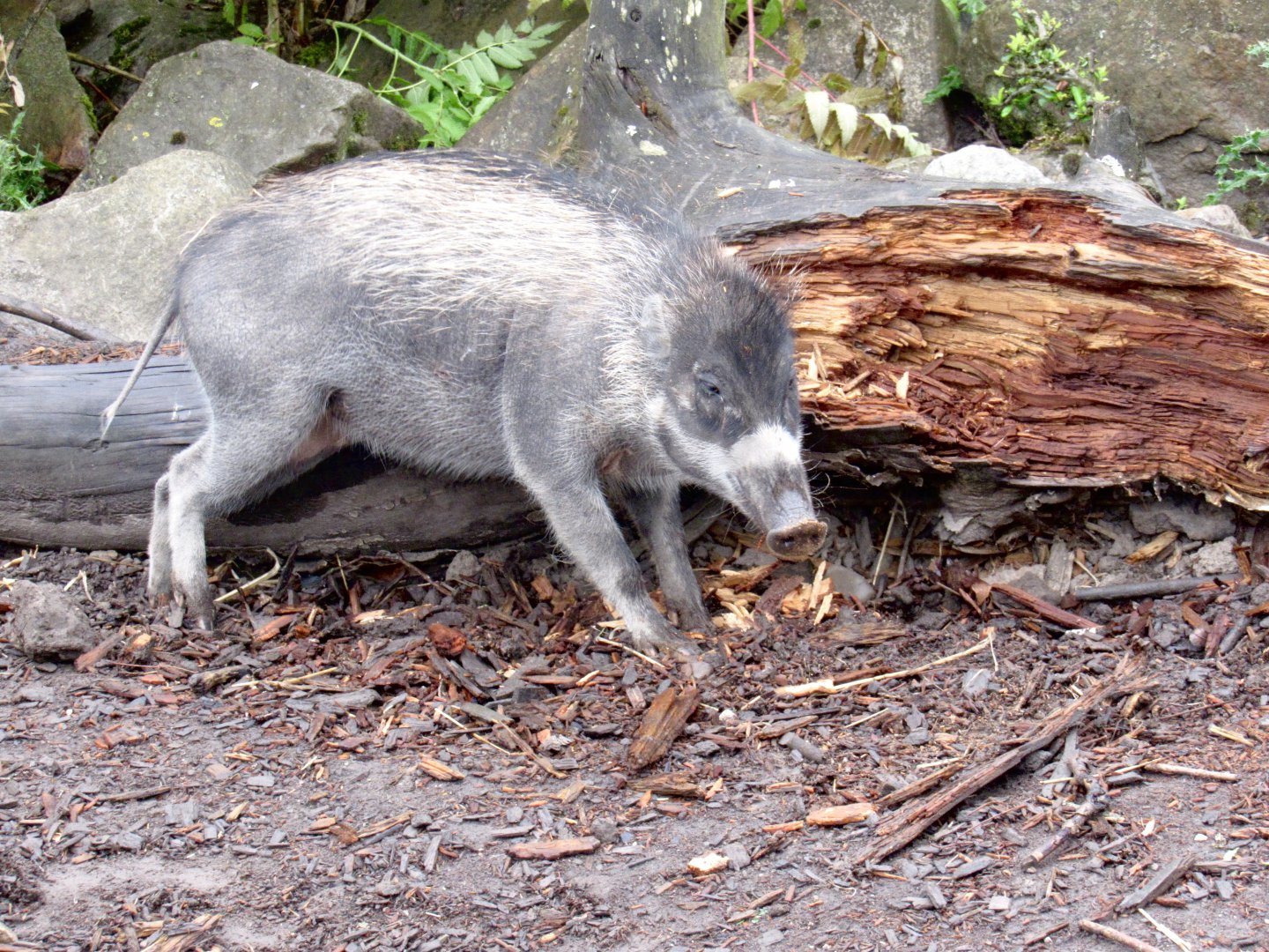 Visayan Warty Pig