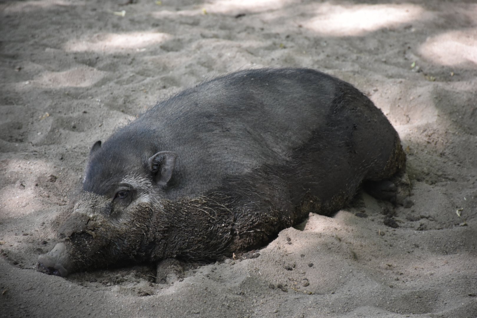 Visayan warty pig