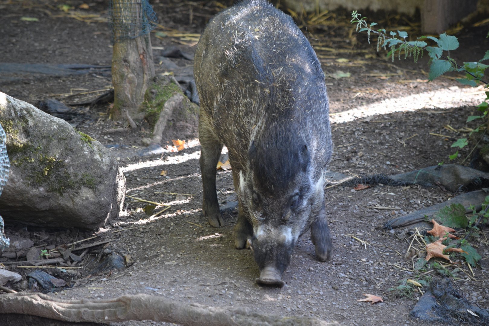 Visayan warty pig