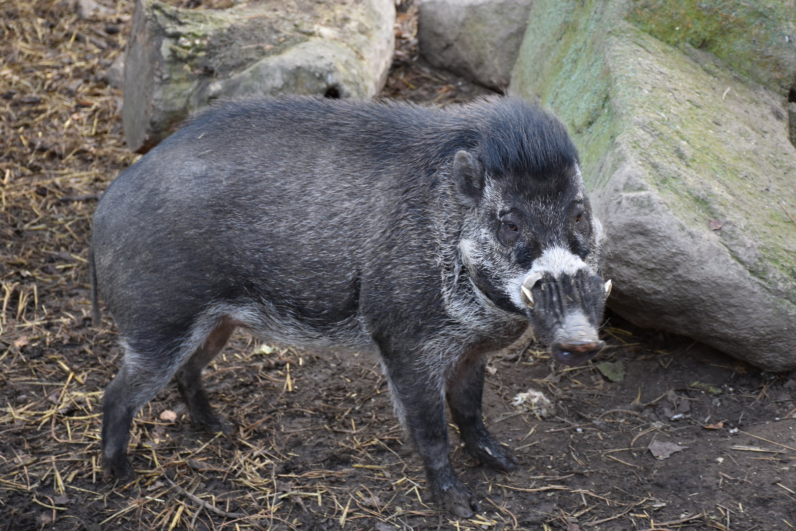 Visayan warty pig
