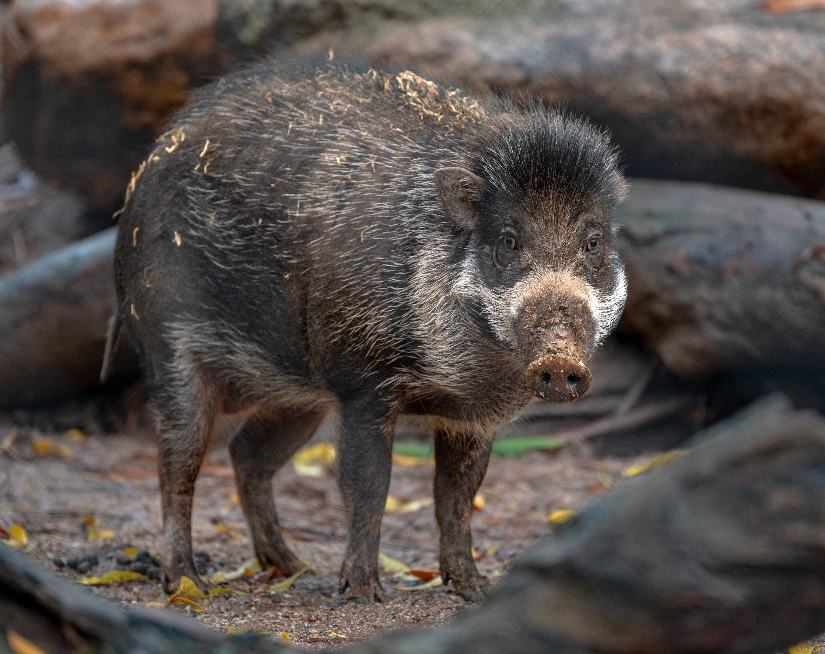 Visayan Warty Pig