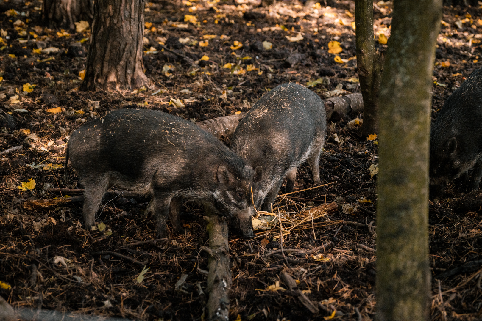 Visayan warty pig