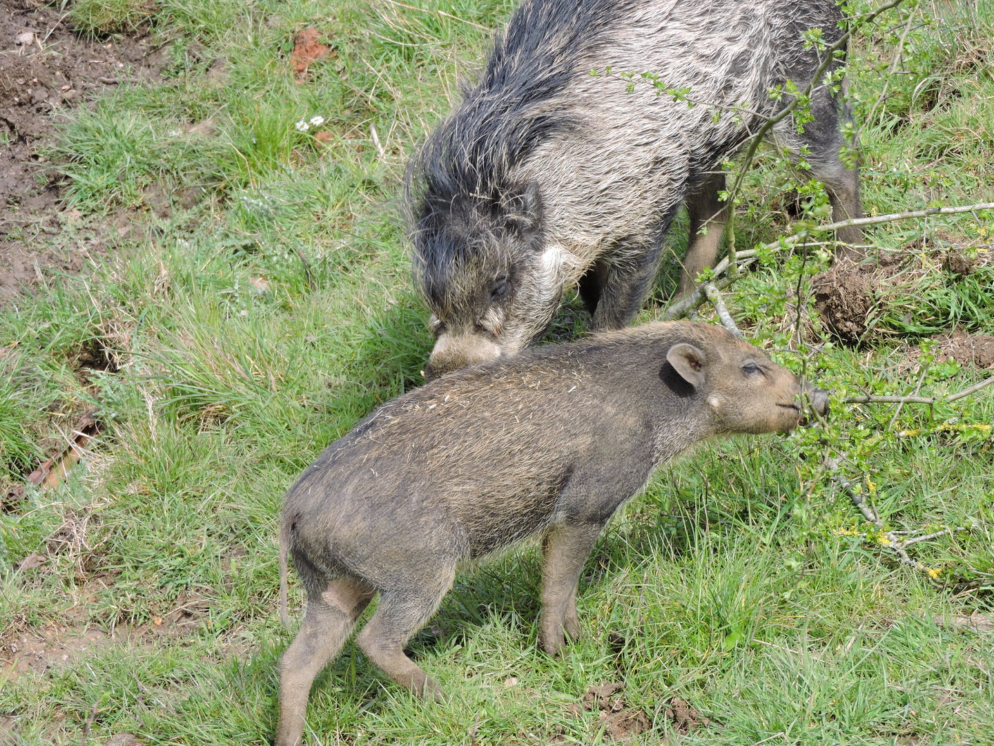 Visayan Warty Pig