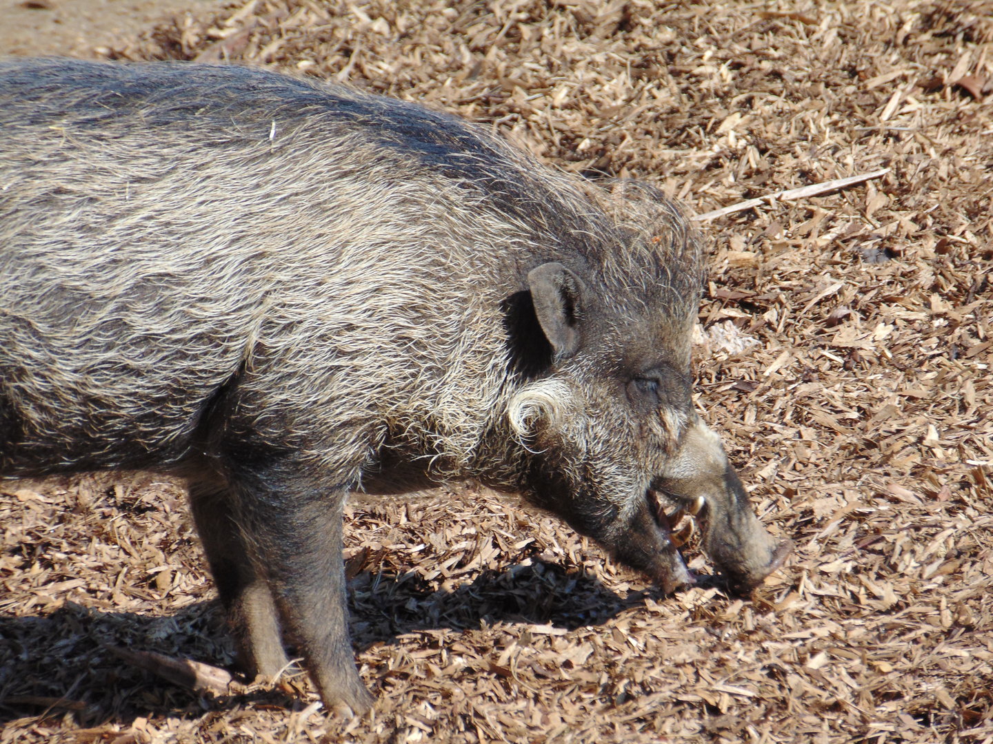 Visayan Warty Pig