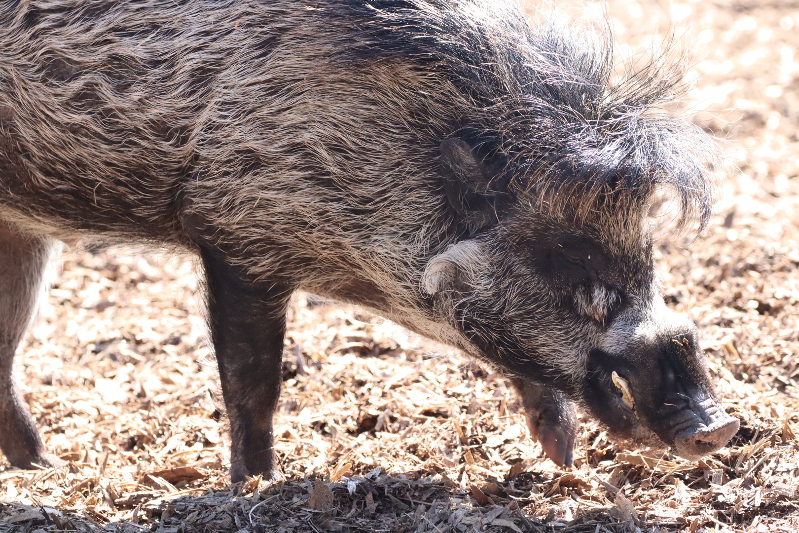 Visayan Warty pig