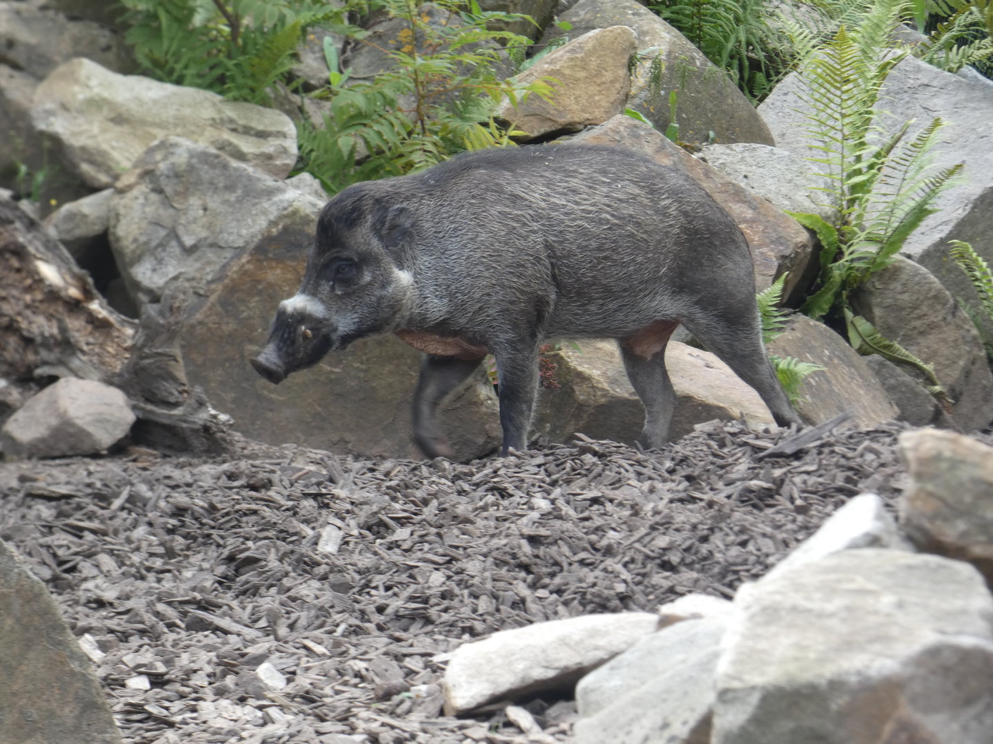 Visayan warty pig