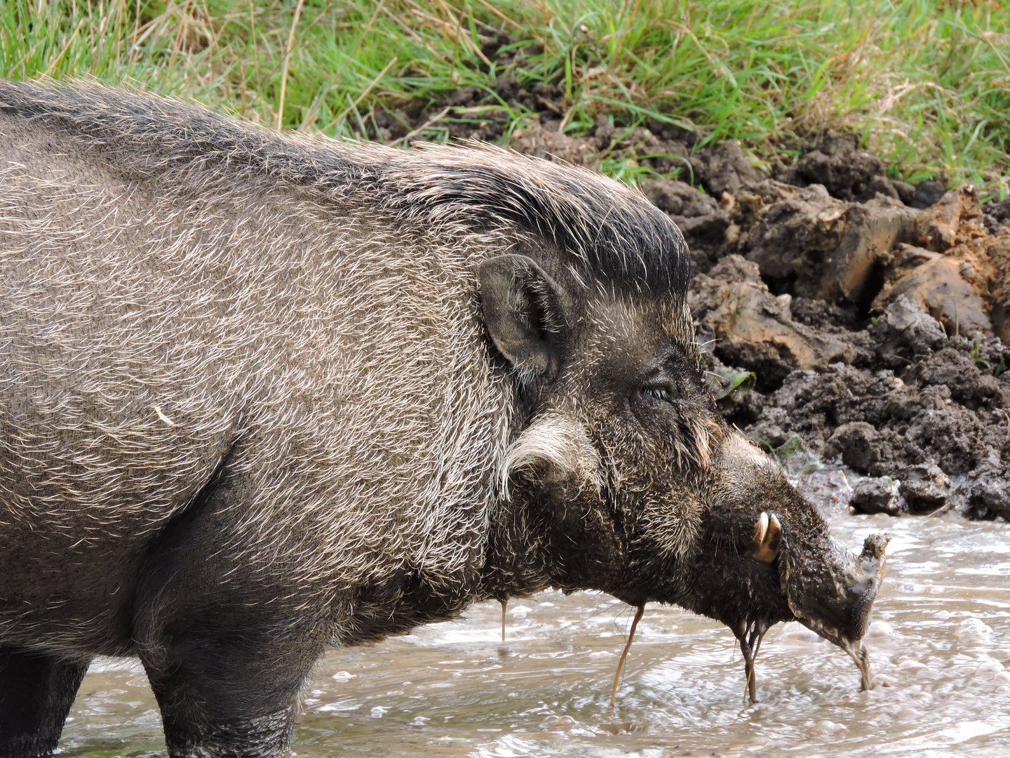 Visayan Warty Pig