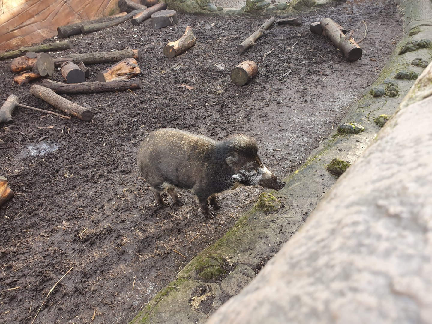 Visayan Warty Pig