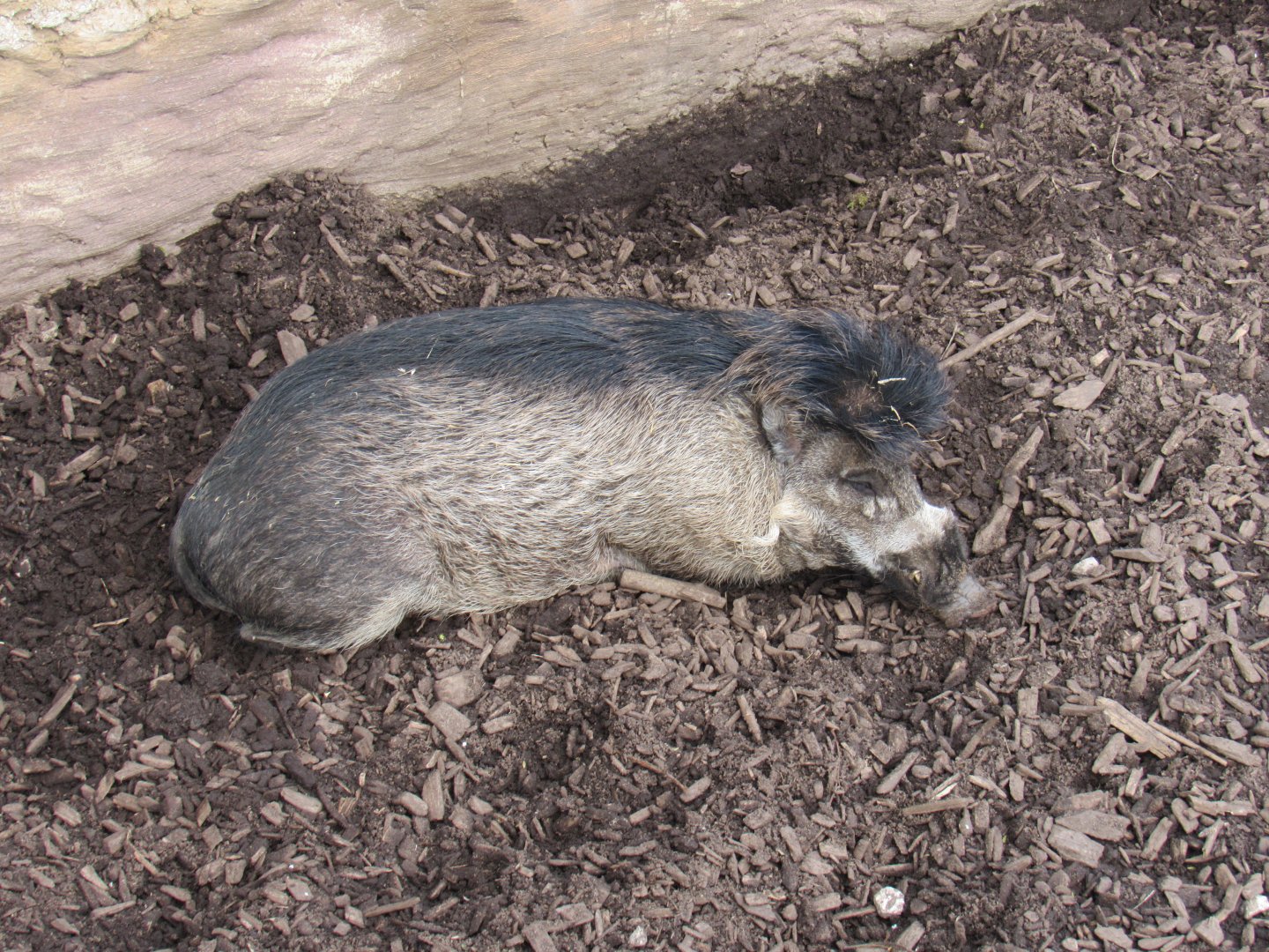 Visayan warty pig