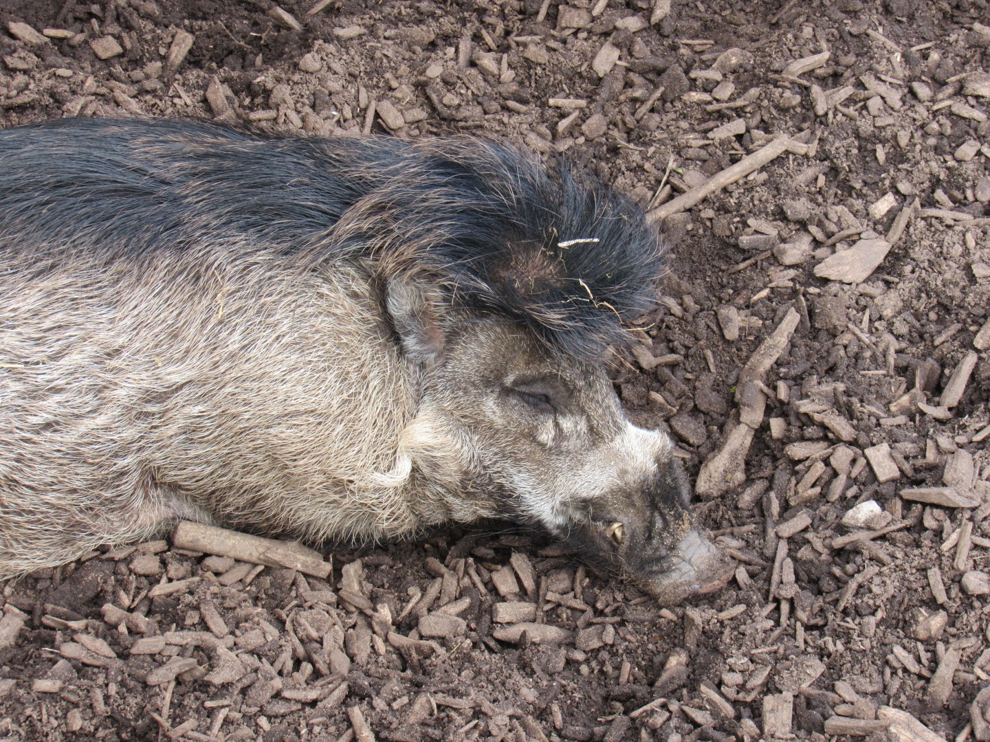 Visayan warty pig