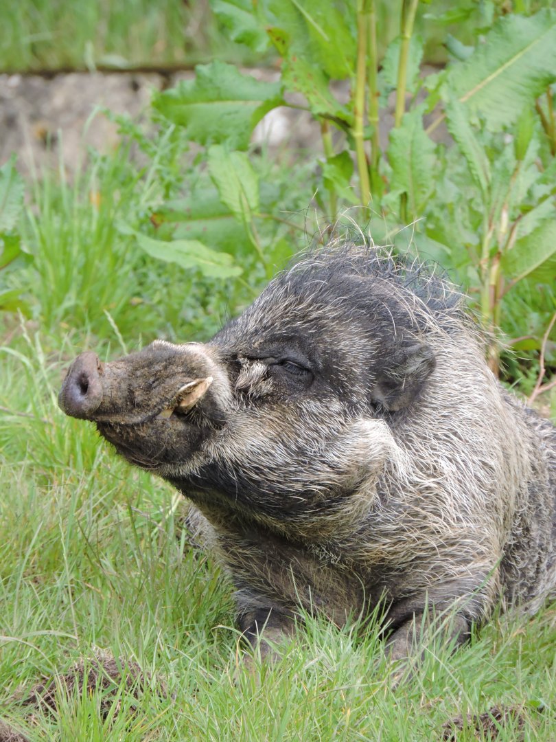 Visayan Warty Pig