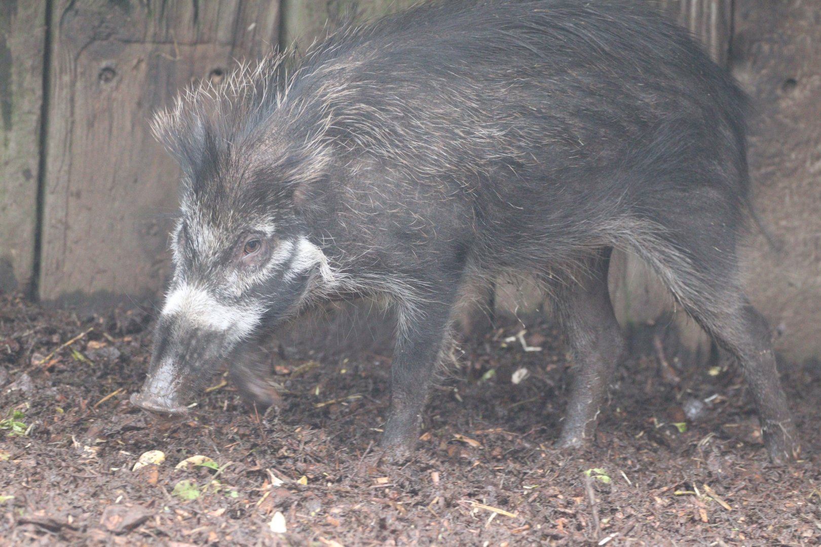 Visayan Warty Pig