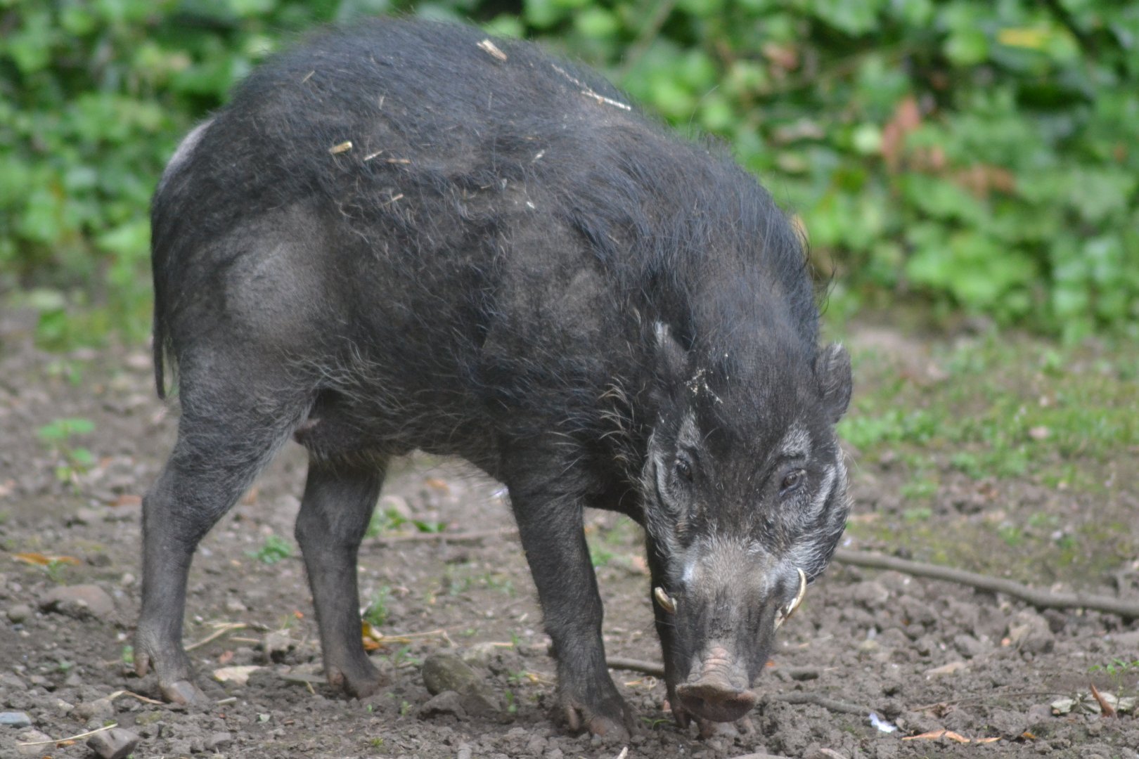 Visayan warty pig
