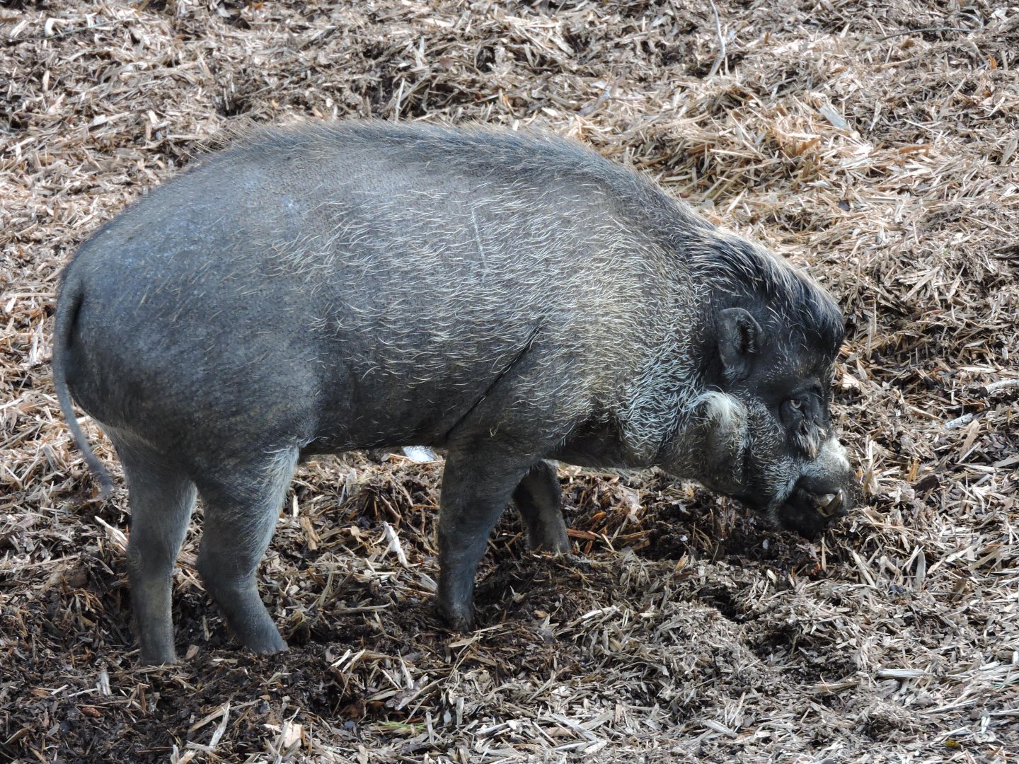 Visayan Warty Pig
