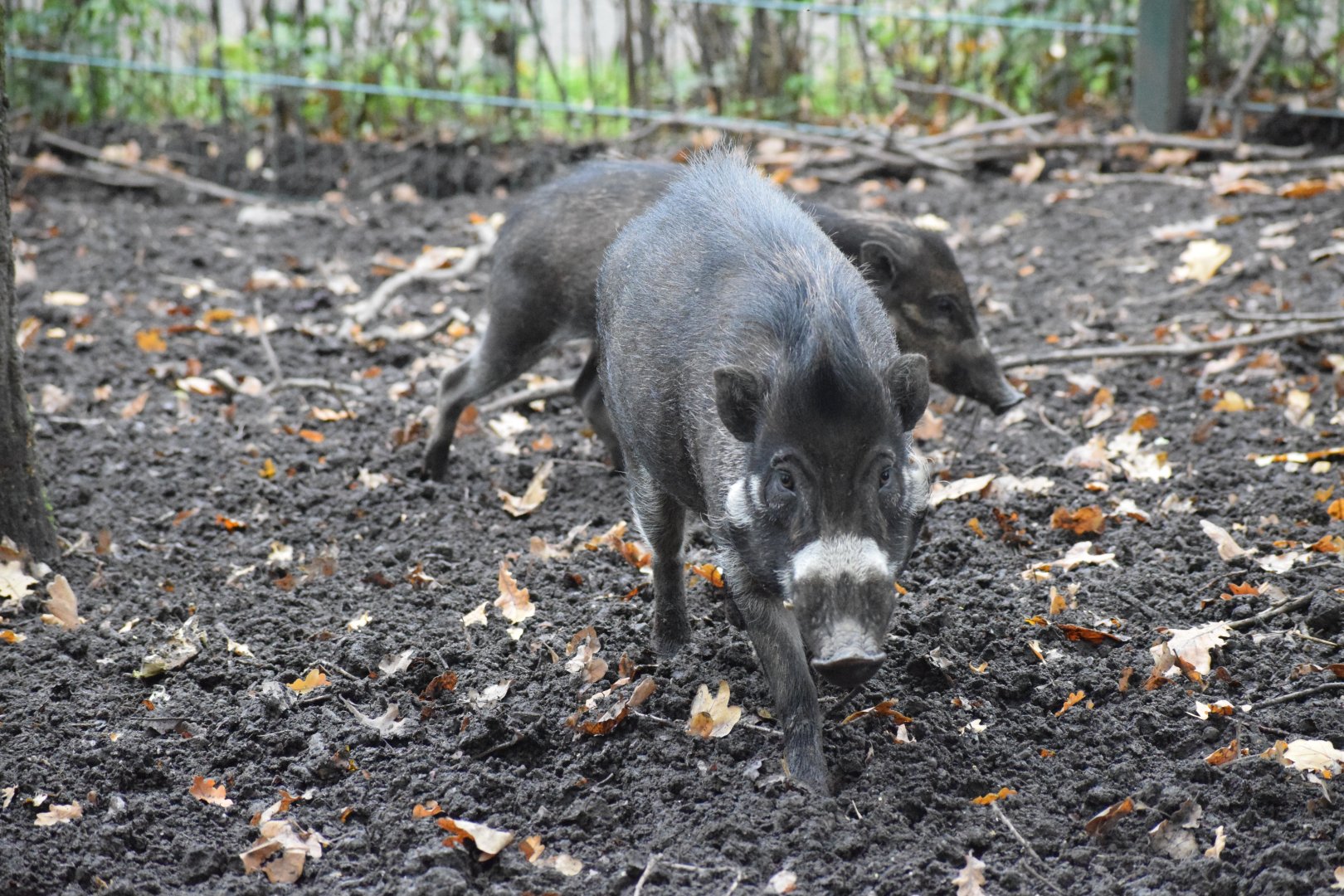 Visayan warty pig