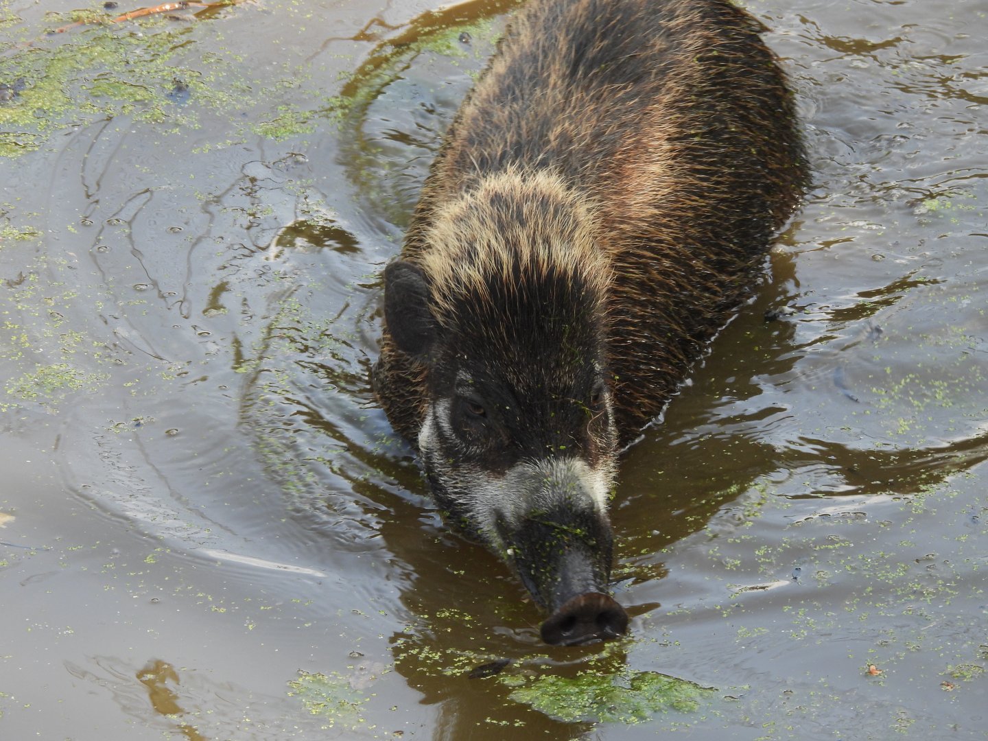 Visayan Warty Pig