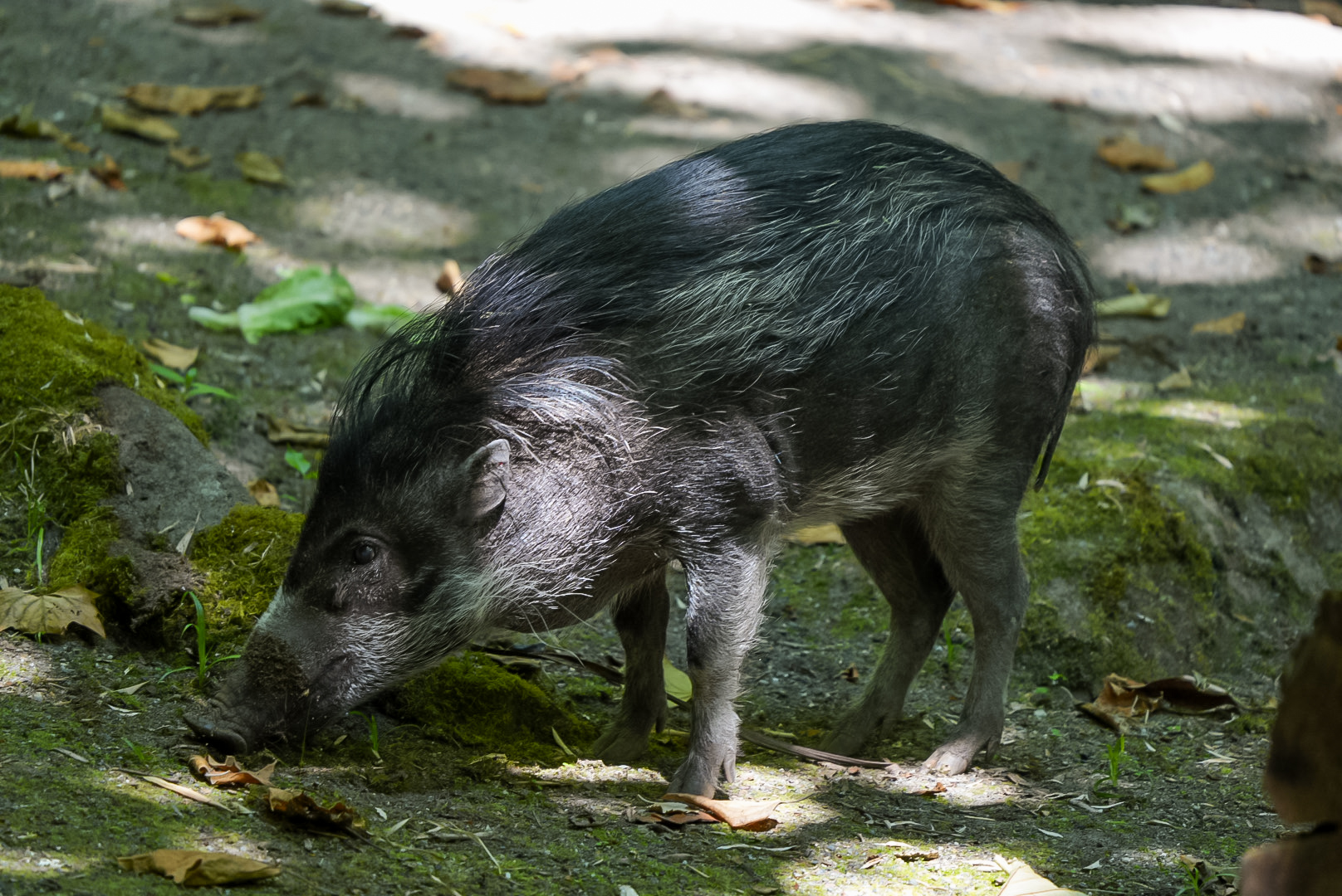 Visayan Warty Pig