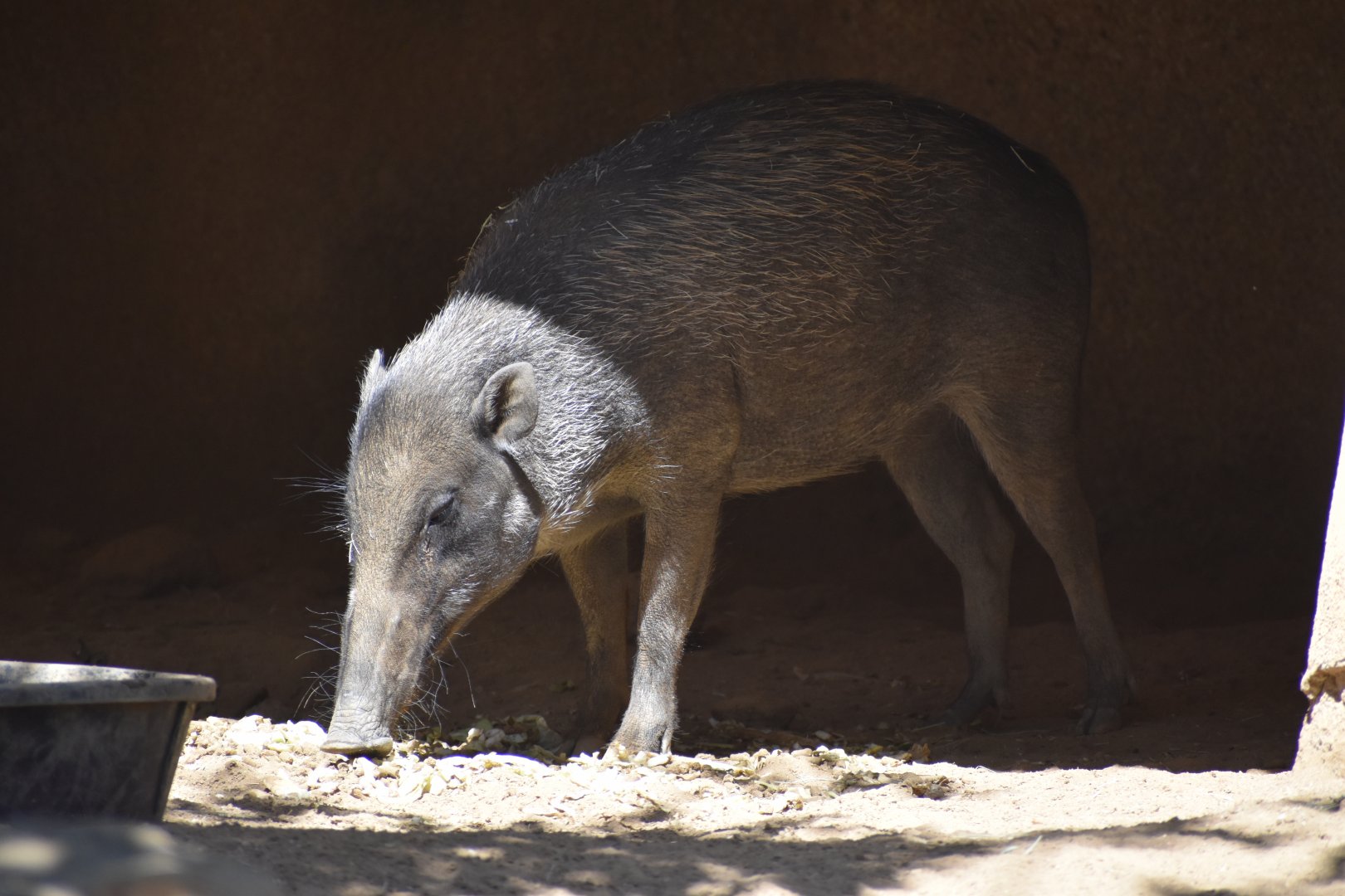 Visayan Warty Pig