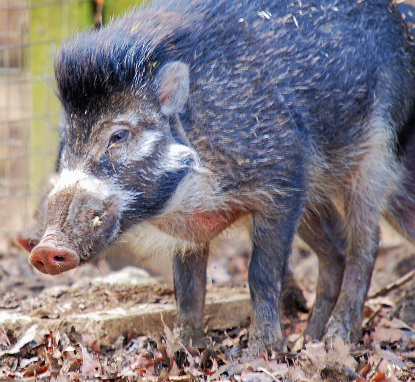 Visayan Warty Pig