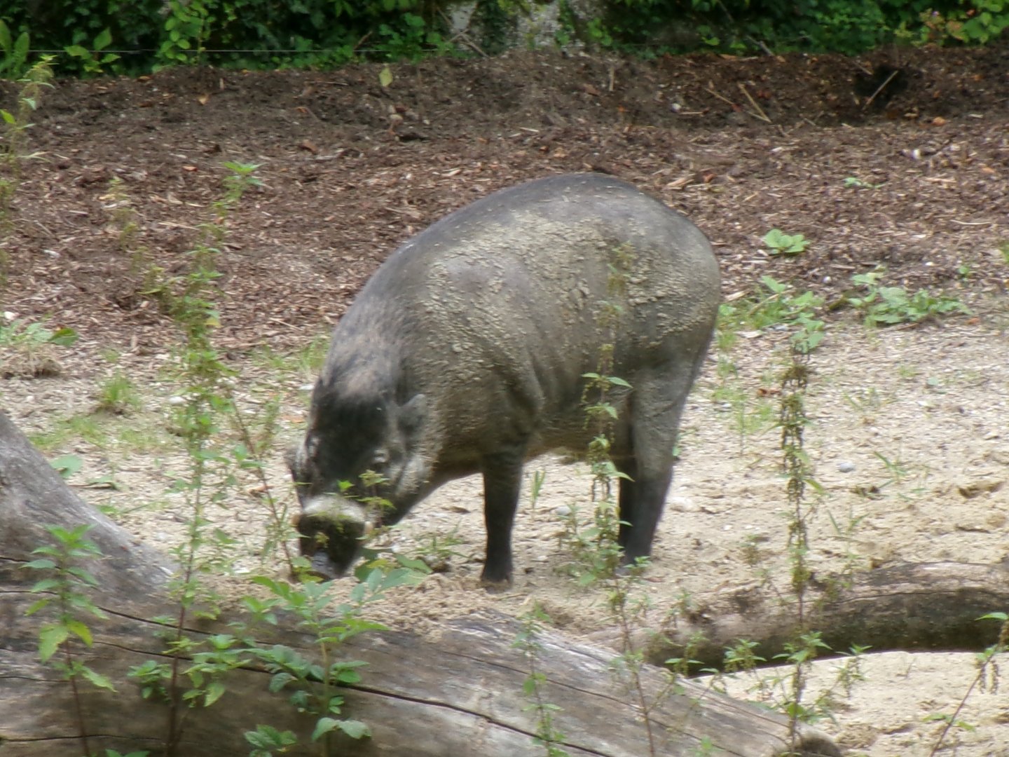 Visayan warty pig