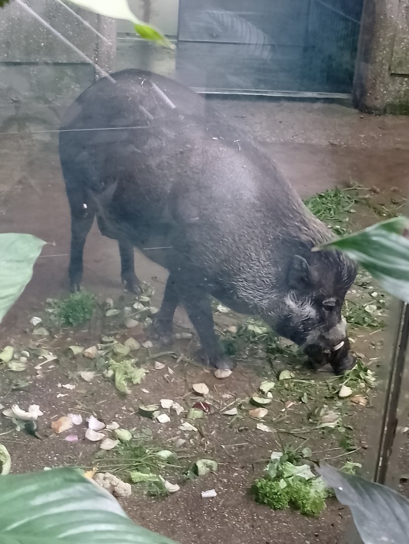 Visayan warty pig