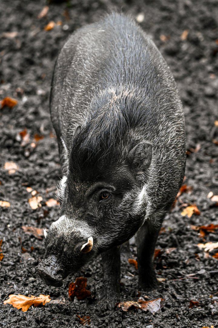 Visayan warty pig