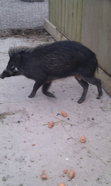 visayan warty pig