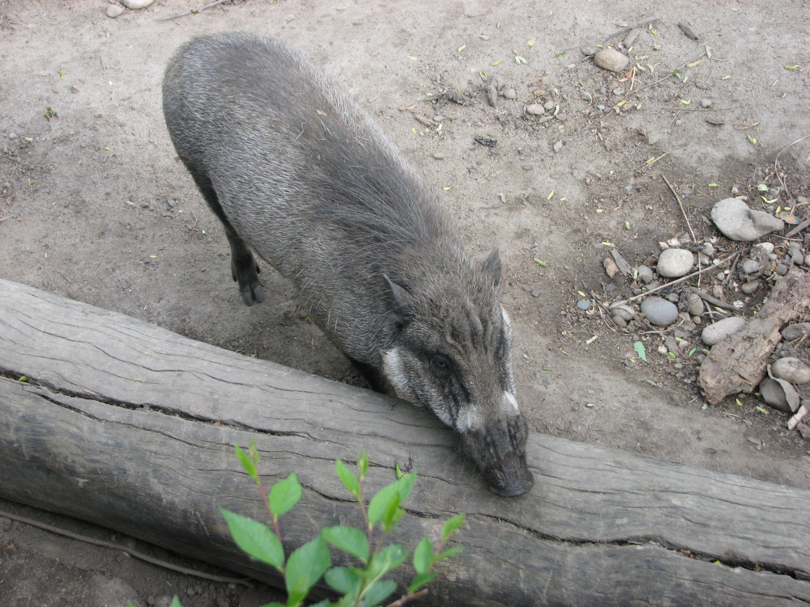 Visayan Warty Pig