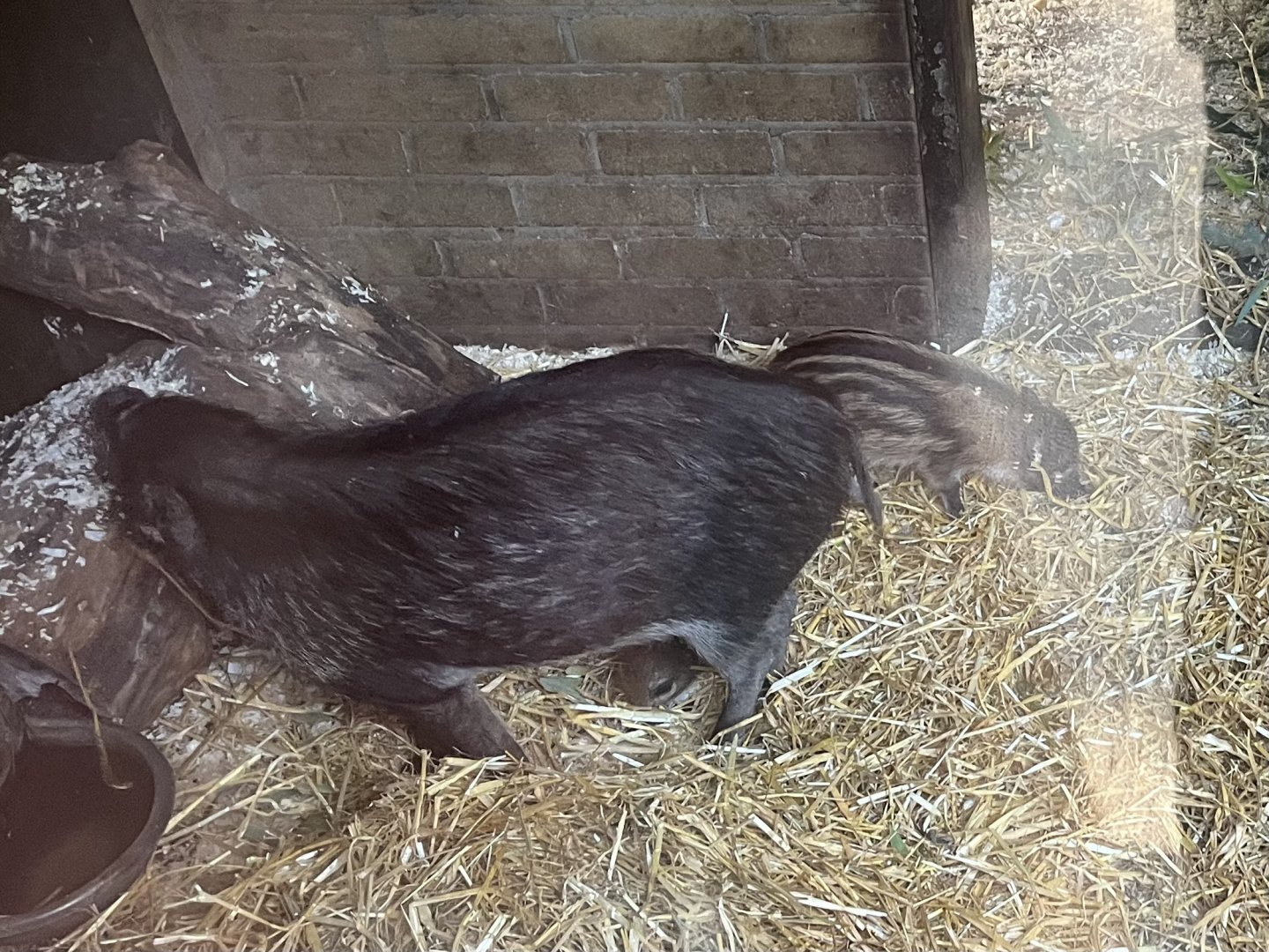 Visayan warty piglet 14.8.23