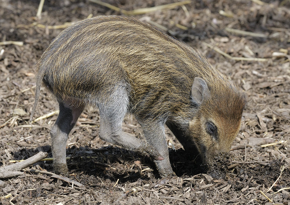 Visayan warty piglet
