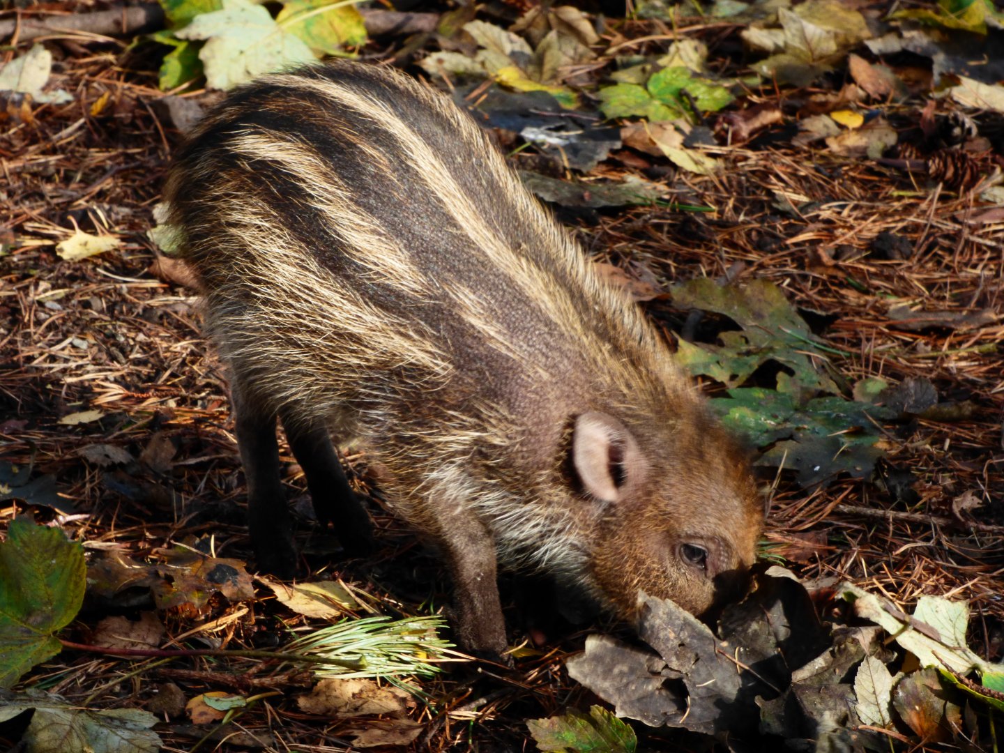 Visayan Warty Piglet