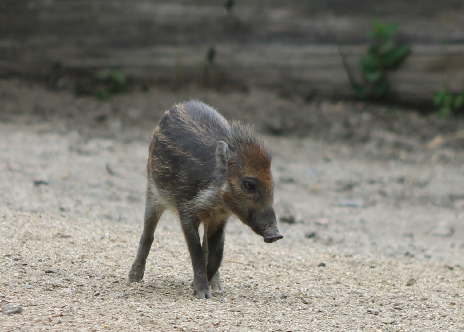 Visayan warty piglet