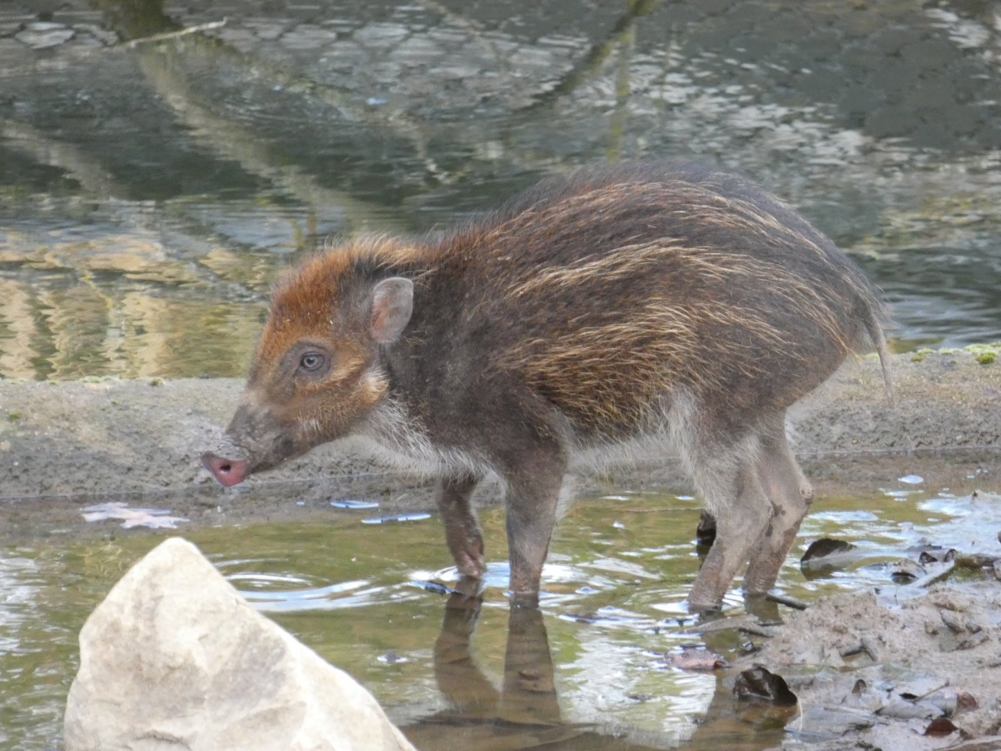 Visayan warty piglet