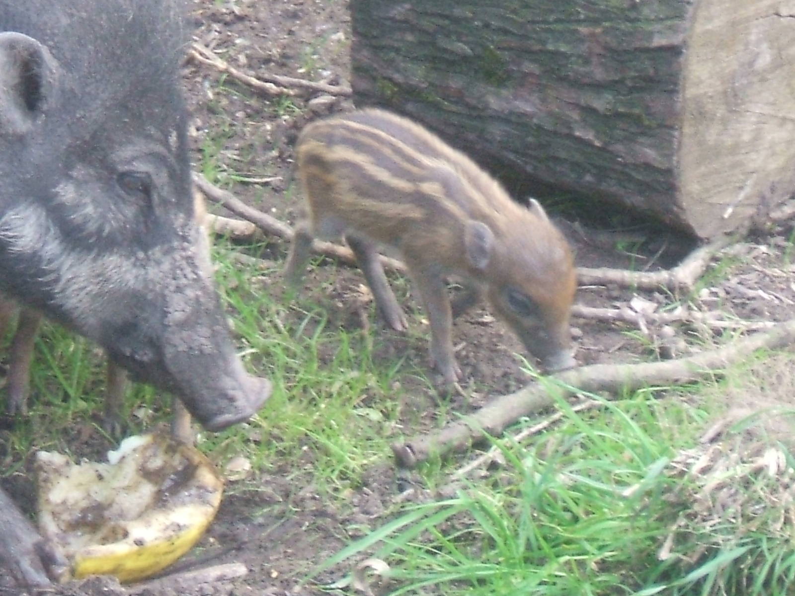 Visayan Warty Piglet