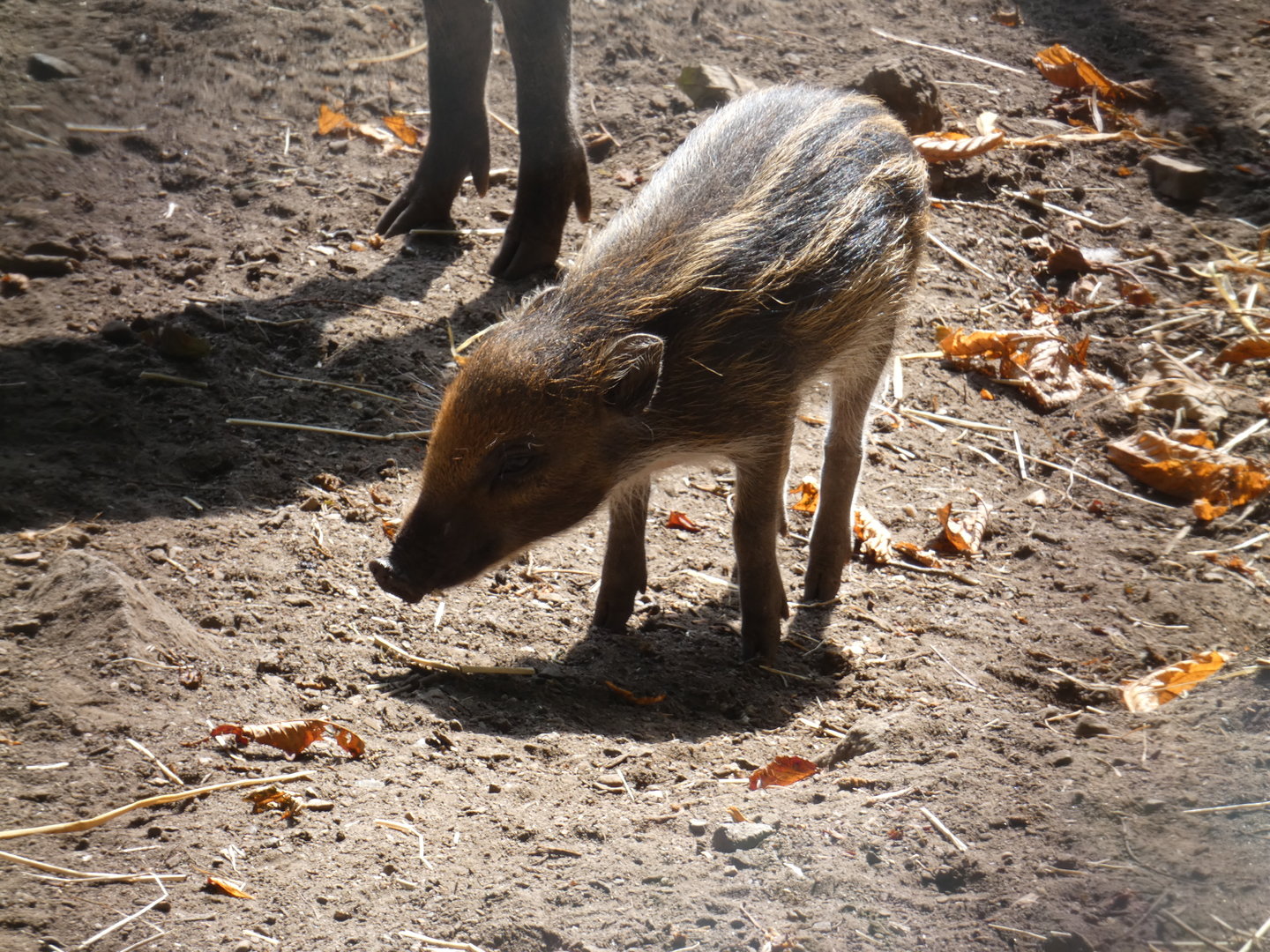 Visayan warty piglet