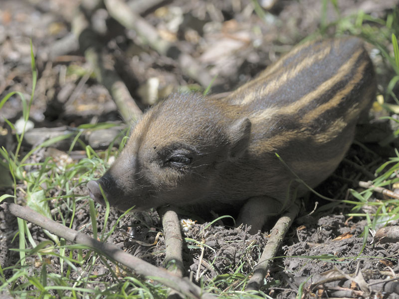 Visayan warty piglet