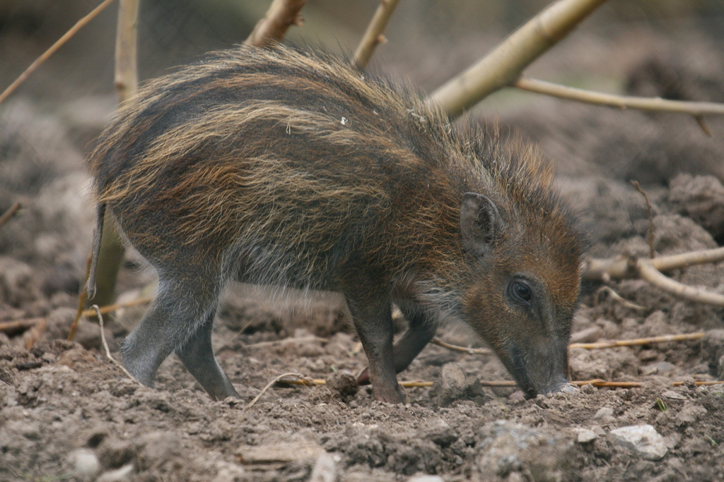 Visayan Warty Piglet