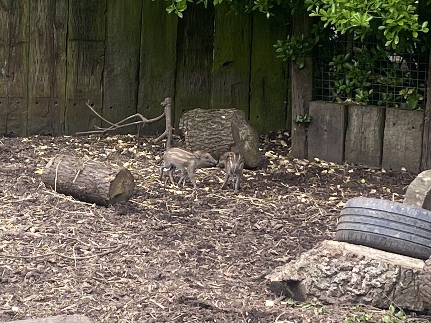 Visayan warty piglets 060523