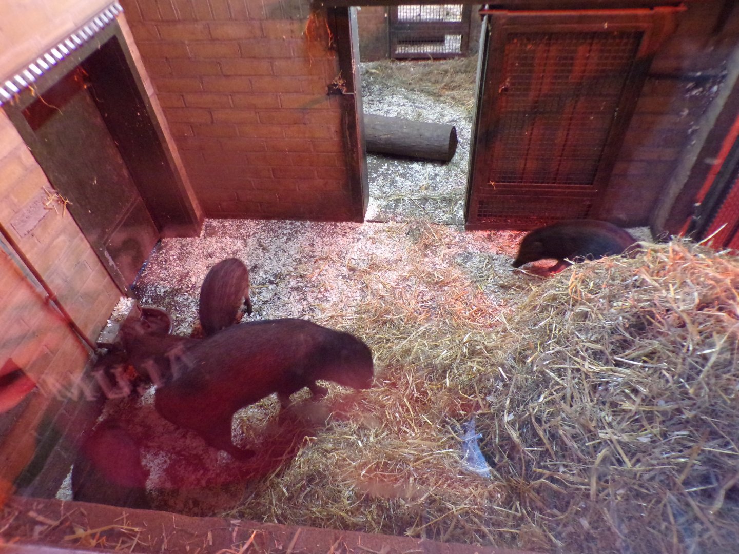 Visayan warty piglets 19.11.23