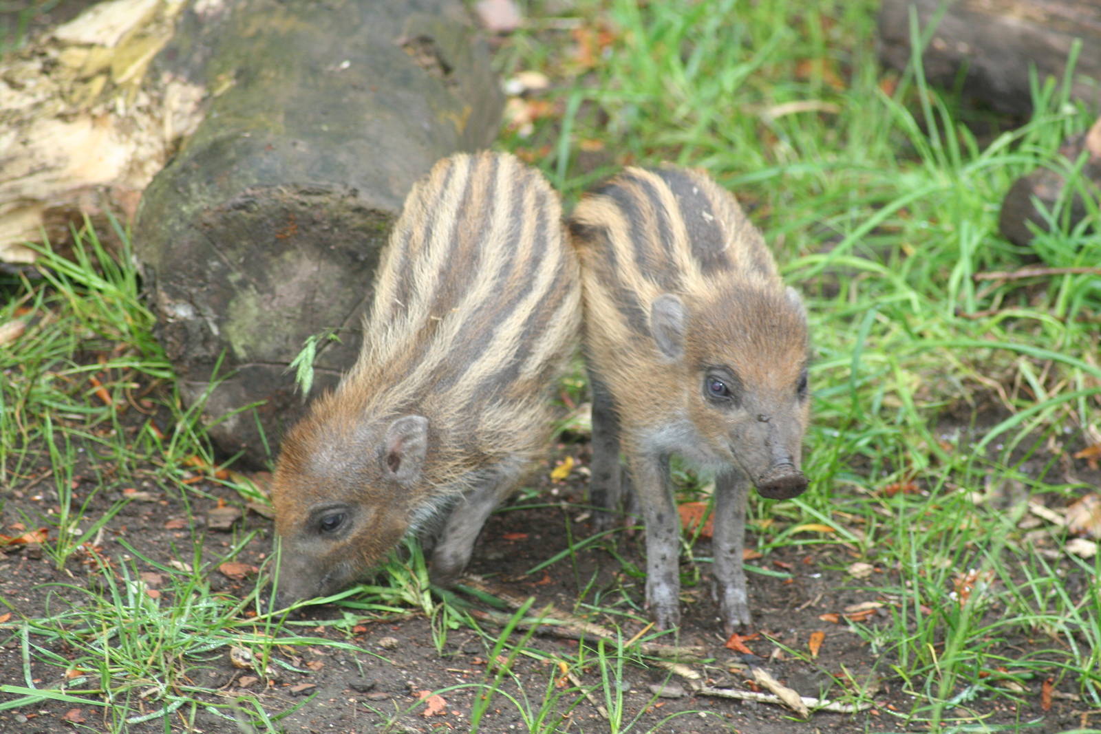 Visayan warty piglets - Chester zoo  June 08