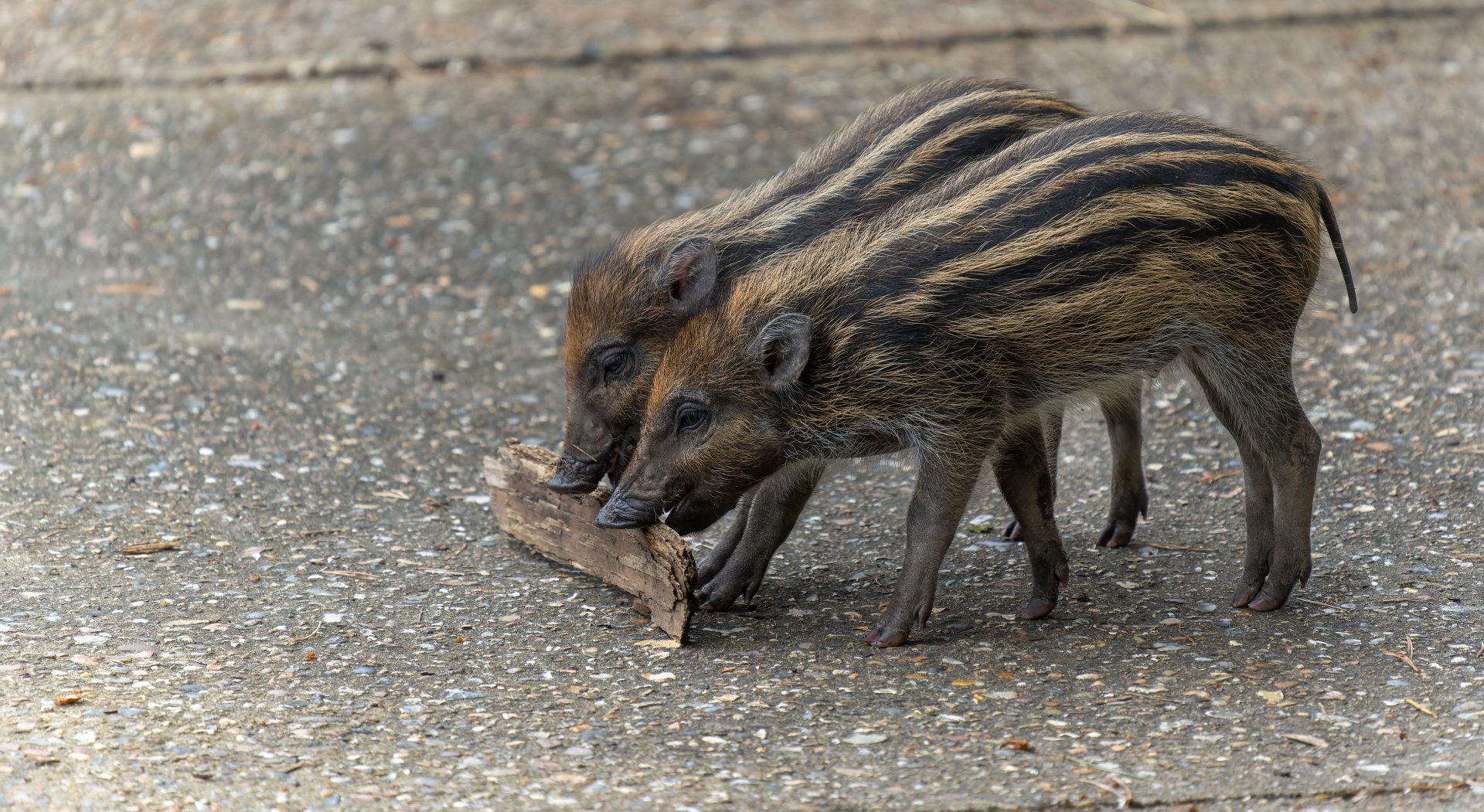 Visayan warty piglets, ZSL Whipsnade, UK