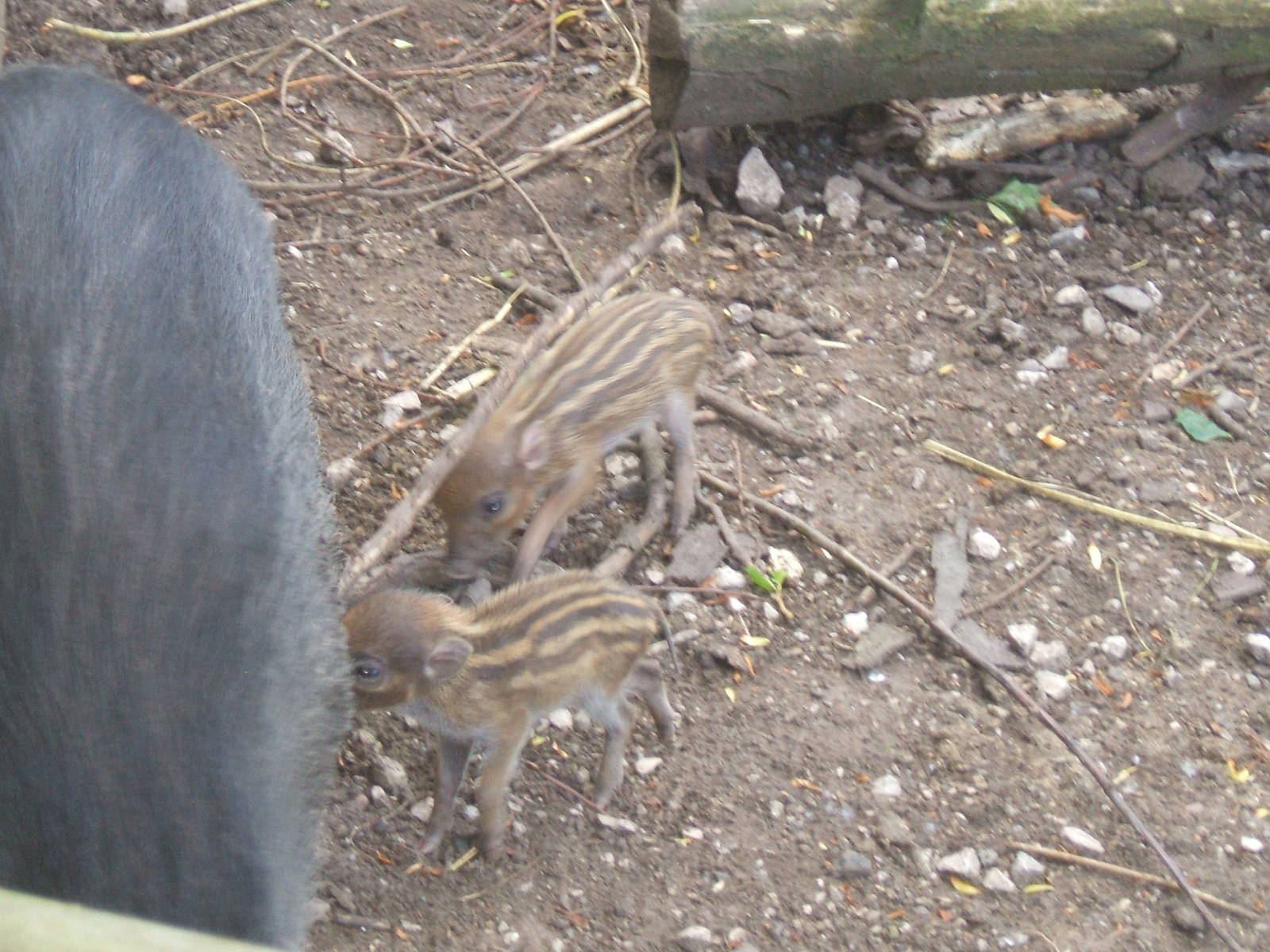 Visayan Warty Piglets