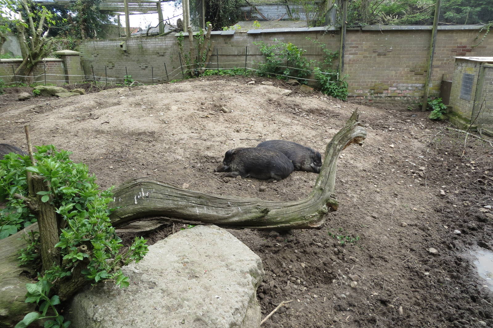 Visayan Warty Pigs 060515