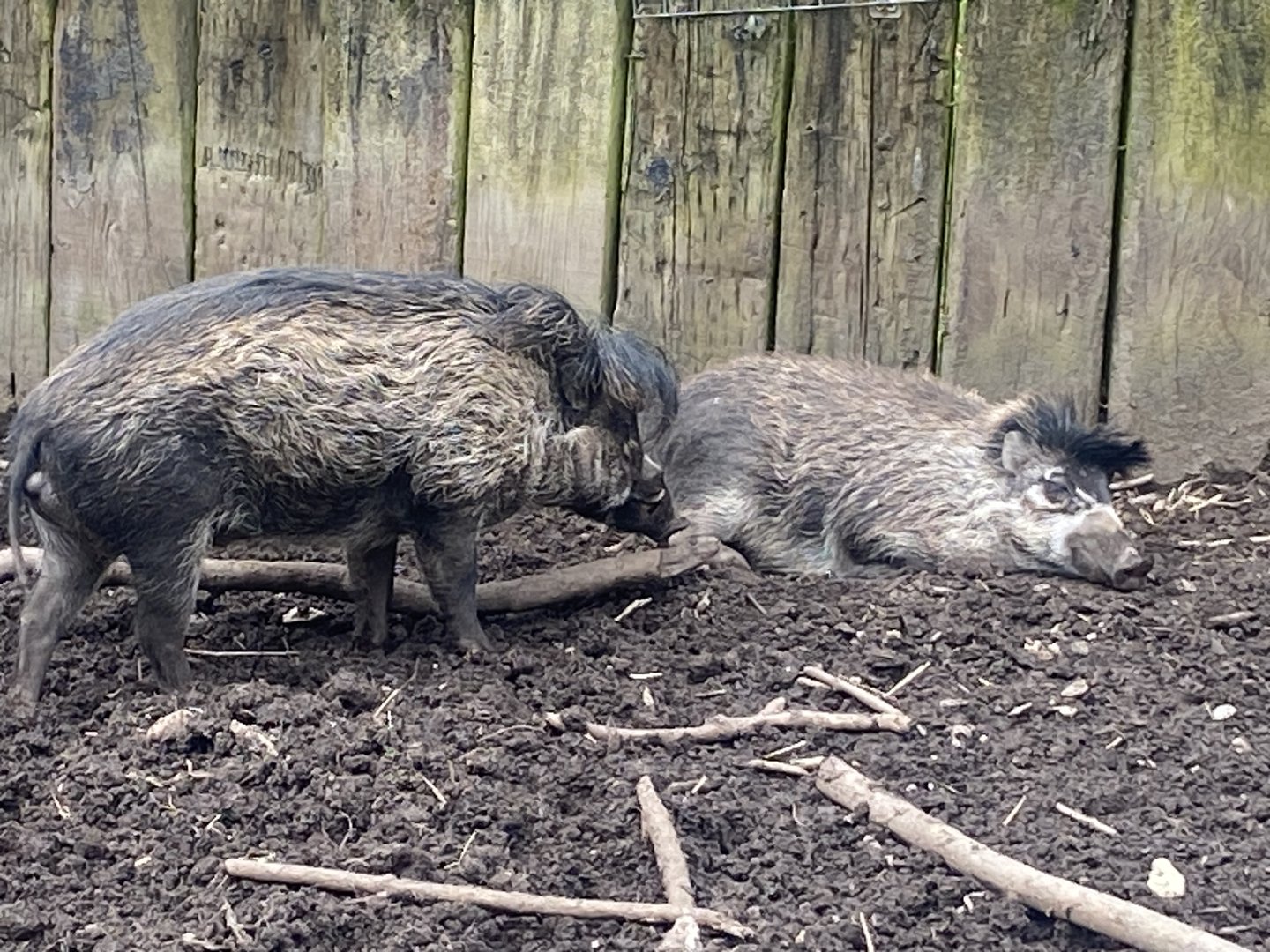 Visayan warty pigs 060523