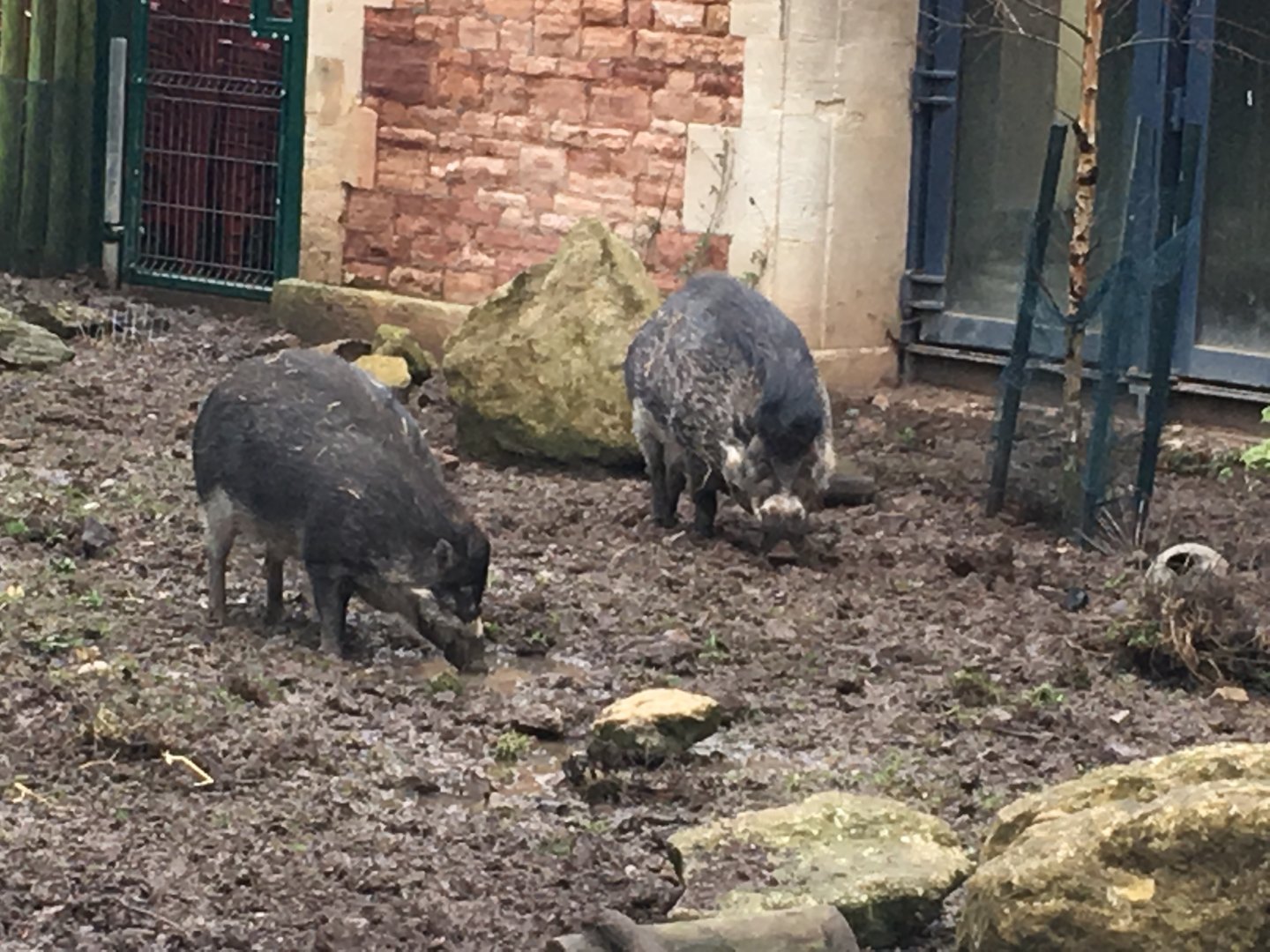 Visayan warty pigs 070117